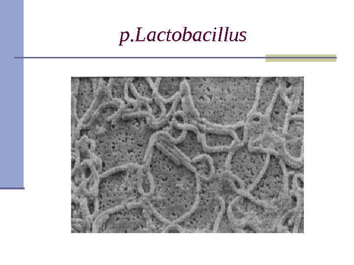 p. Lactobacillus  