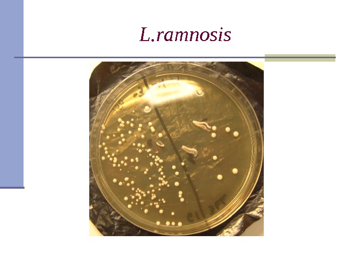 L. ramnosis 