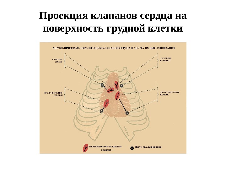 Проекция клапанов сердца на поверхность грудной клетки 
