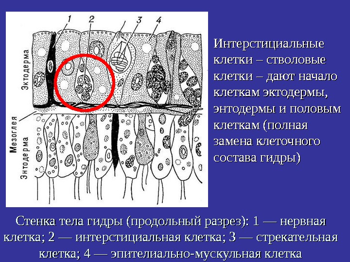   Стенка тела гидры (продольный разрез): 1 — нервная клетка; 2 — интерстициальная