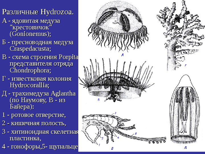   Различные Hydrozoa.  A - ядовитая медуза крестовичок (Gonionemus);  Б -
