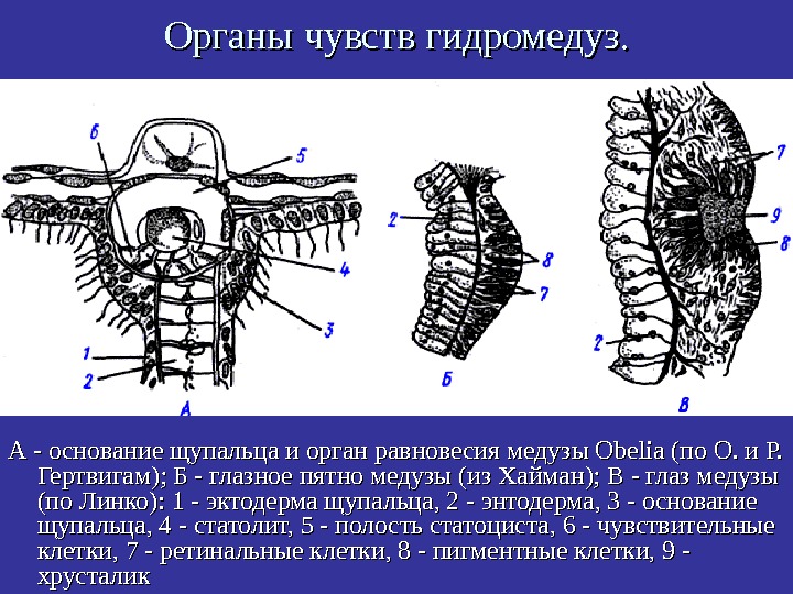   Органы чувств гидромедуз. А - основание щупальца и орган равновесия медузы Obelia