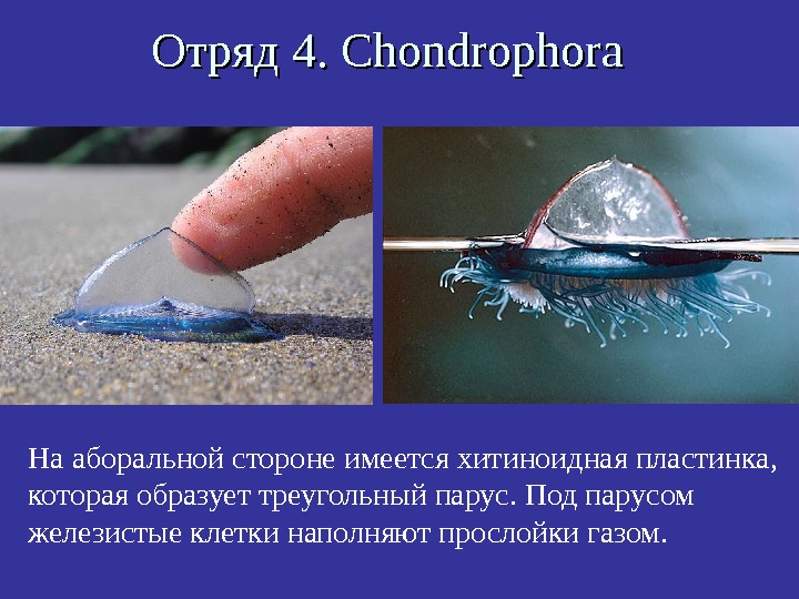   Отряд 4.  Chondrophora На аборальной стороне имеется хитиноидная пластинка,  которая