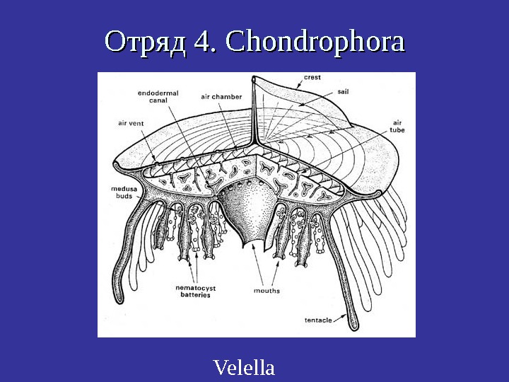   Отряд 4.  Chondrophora Velella 