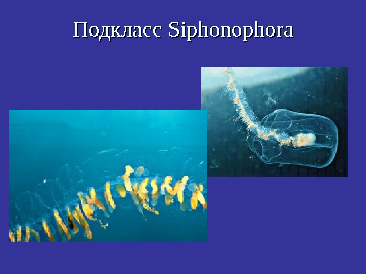   Подкласс Siphonophora 
