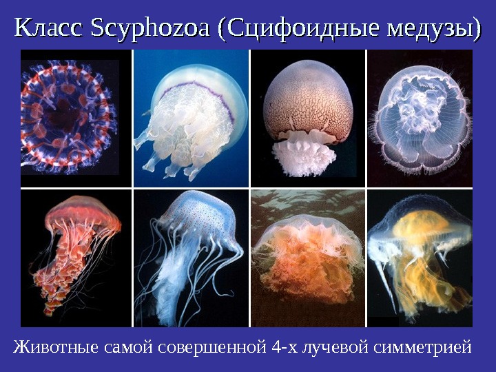   Класс Scyphozoa (Сцифоидные медузы) Животные самой совершенной 4 -х лучевой симметрией 