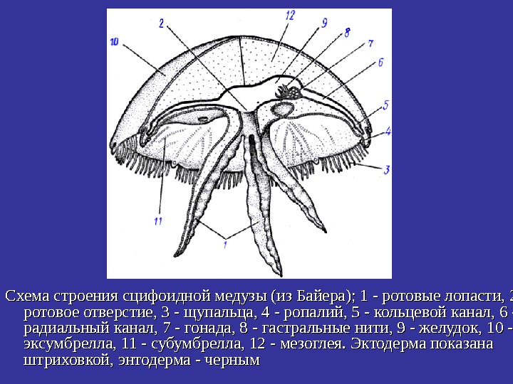  Схема строения сцифоидной медузы (из Байера); 1 - ротовые лопасти, 2 -