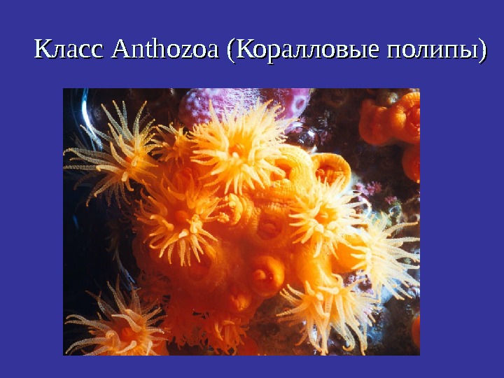   Класс Anthozoa ( Коралловые полипы )) 
