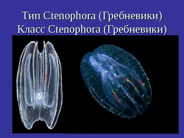   Тип Ctenophora (Гребневики) Класс Ctenophora (Гребневики) 