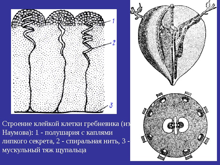   Строение клейкой клетки гребневика (из Наумова): 1 - полушария с каплями липкого