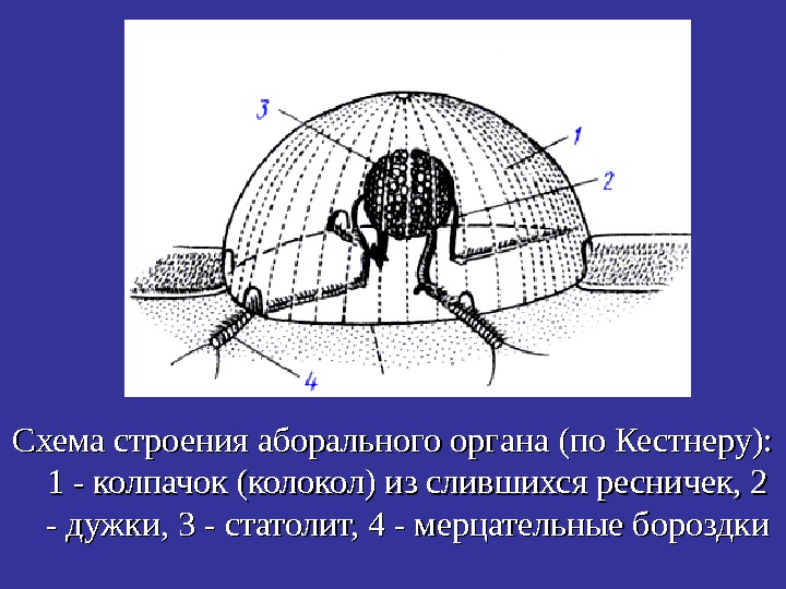   Схема строения аборального органа (по Кестнеру):  1 - колпачок (колокол) из