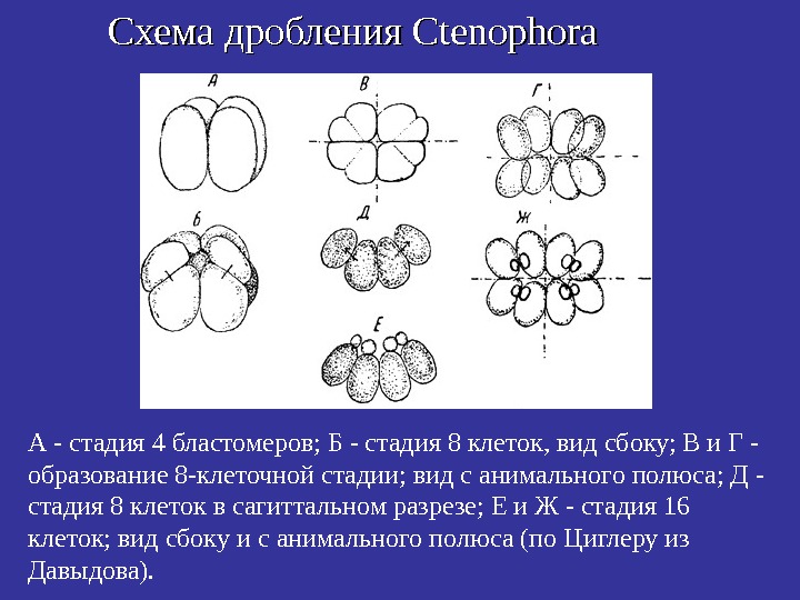   Схема дробления Ctenophora А - стадия 4 бластомеров; Б - стадия 8