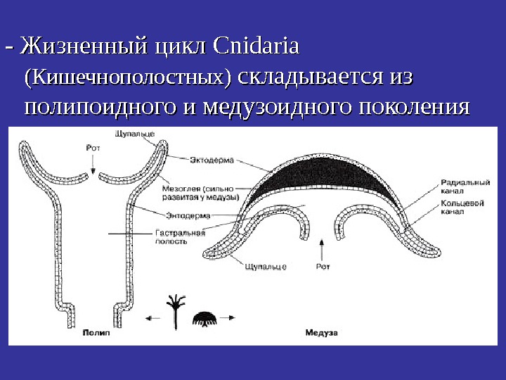   - Жизненный цикл Cnidaria (( Кишечнополостных ))  складывается из полипоидного и