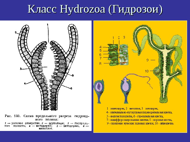   Класс Hydrozoa ( Гидрозои )) 