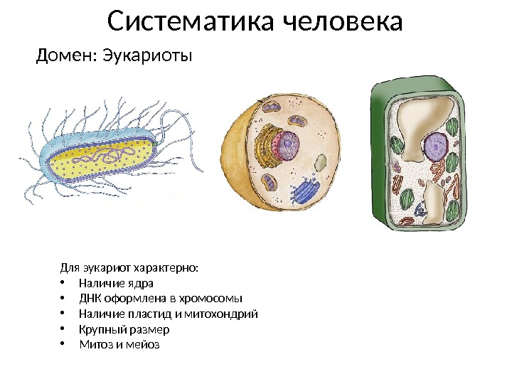 Систематика человека Домен: Эукариоты Для эукариот характерно:  • Наличие ядра • ДНК оформлена