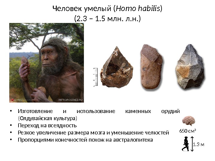 Человек умелый ( Homo habilis ) (2. 3 – 1. 5 млн. л. н.
