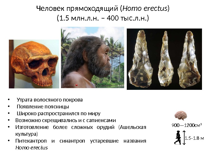 Человек прямоходящий ( Homo erectus ) (1. 5 млн. л. н. – 400 тыс.