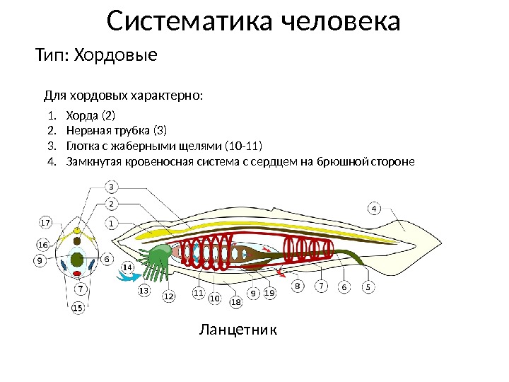 Систематика человека Тип: Хордовые Для хордовых характерно: 1. Хорда (2) 2. Нервная трубка (3)