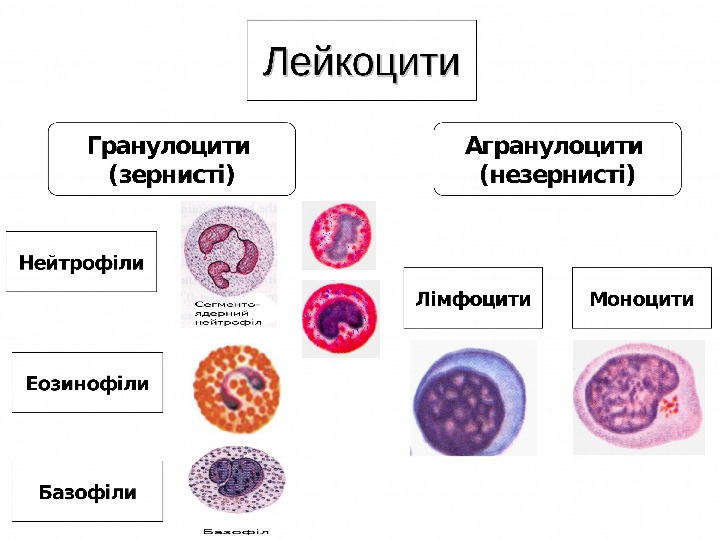 Виды лейкоцитов картинки