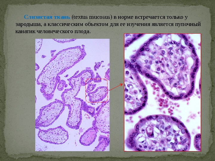 Слизистая ткань (textus mucosus) в норме встречается только у зародыша, а классическим объектом для