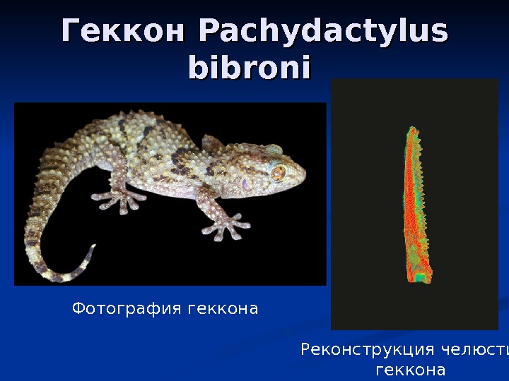   Геккон Pachydactylus bibroni  Фотография геккона Реконструкция челюсти  геккона 