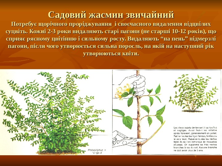 Садовий жасмин звичайний Потребує щорічного проріджування і своєчасного видалення відцвілих суцвіть. Кожні 2 -3