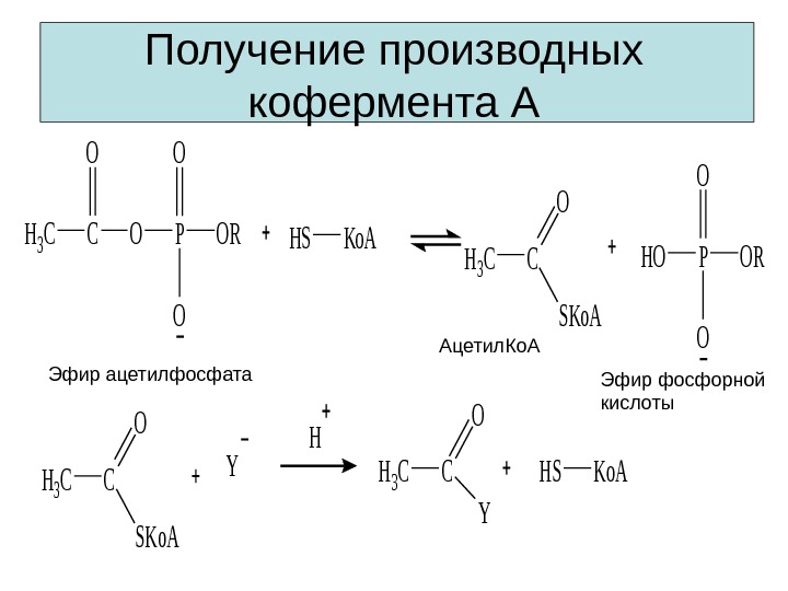 Получение производных кофермента АH 3 CCOP O O ORHSKo. A H 3 CC O