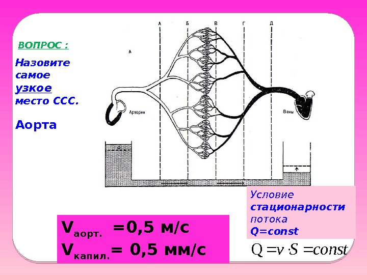 V аорт. =0, 5 м/с V капил. = 0, 5 мм/с. ВОПРОС : Аорта.