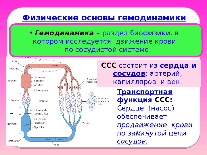  Транспортная функция ССС :  Сердце (насос) обеспечивает  продвижение крови по замкнутой