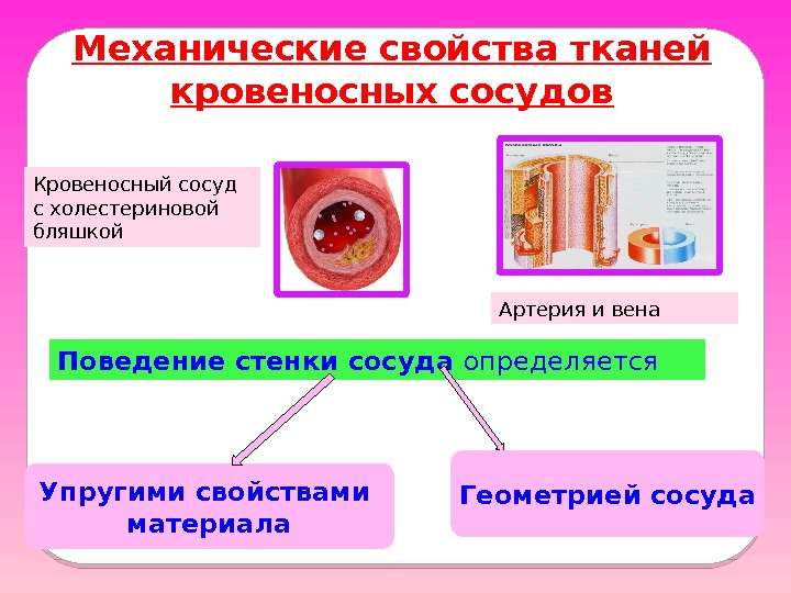 Поведение стенки сосуда определяется Упругими свойствами материала Геометрией сосуда. Механические свойства тканей кровеносных сосудов