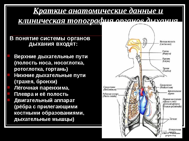 Краткие анатомические данные и клиническая топография органов дыхания В понятие системы органов дыхания входят: