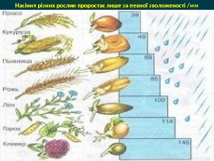 Насіння різних рослин проростає лише за певної зволоженості /мм 
