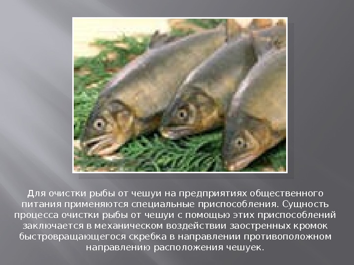 Для очистки рыбы от чешуи на предприятиях общественного питания применяются специальные приспособления. Сущность процесса