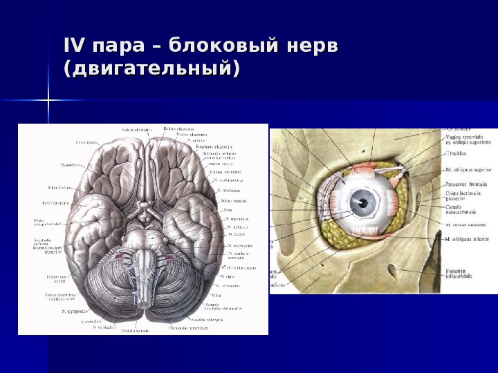IV IV пара – блоковый нерв (двигательный) 