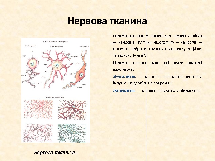 Нервова тканина складається з нервових клітин — нейронів .  Клітини іншого типу —
