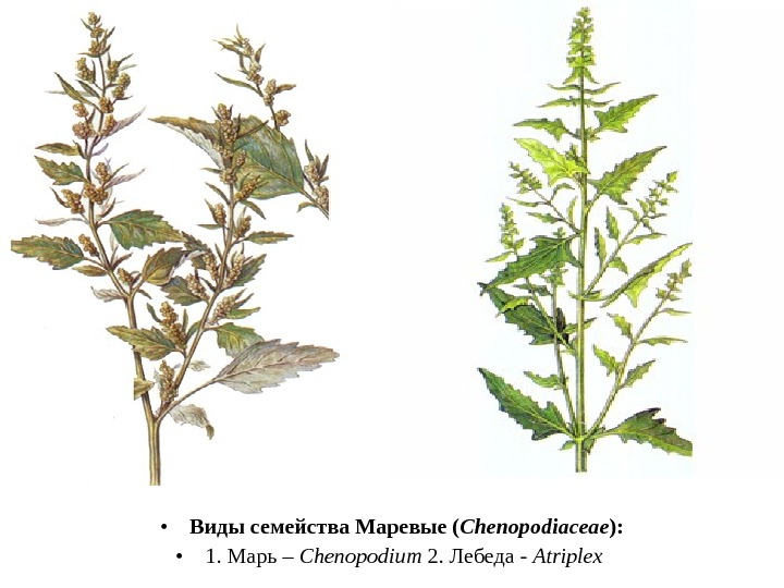  • Виды семейства Маревые ( Chenopodiaceae ):  • 1. Марь  –
