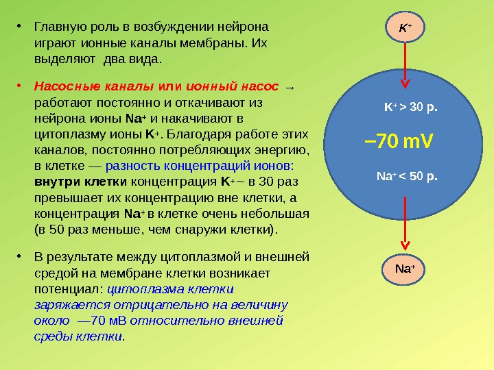 Афо нервной системы у детей презентация