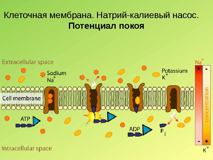 Клеточная мембрана. Натрий-калиевый насос. Потенциал  покоя 