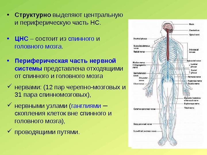  • Структурно выделяют центральную и периферическую часть НС.  • ЦНС – состоит