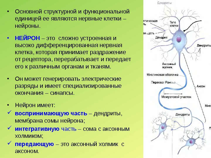  • Основной структурной и функциональной единицей ее являются нервные клетки – нейроны. 