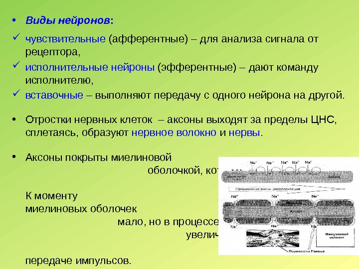  • Виды нейронов :  чувствительные (афферентные) – для анализа сигнала от рецептора,