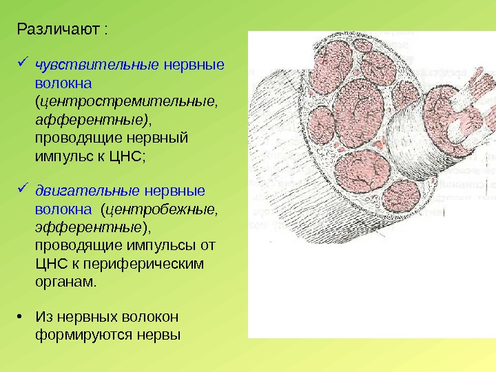 Различают :  чувствительные нервные волокна ( центростремительные,  афферентные) ,  проводящие нервный