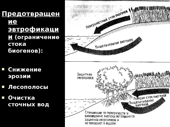   Предотвращен ие ие эвтрофикаци ии (ограничение стока биогенов):  Снижение эрозии Лесополосы