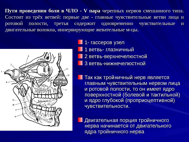 Лицевой нерв челюсти. Анатомия тройничного нерва неврология. Органы челюстно-лицевой области. Челюстно-лицевая область. Тройничный лицевой нерв.