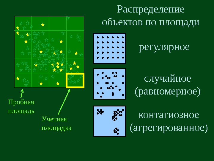   Распределение объектов по площади регулярное случайное (равномерное) контагиозное (агрегированное)Пробная площадь Учетная площадка