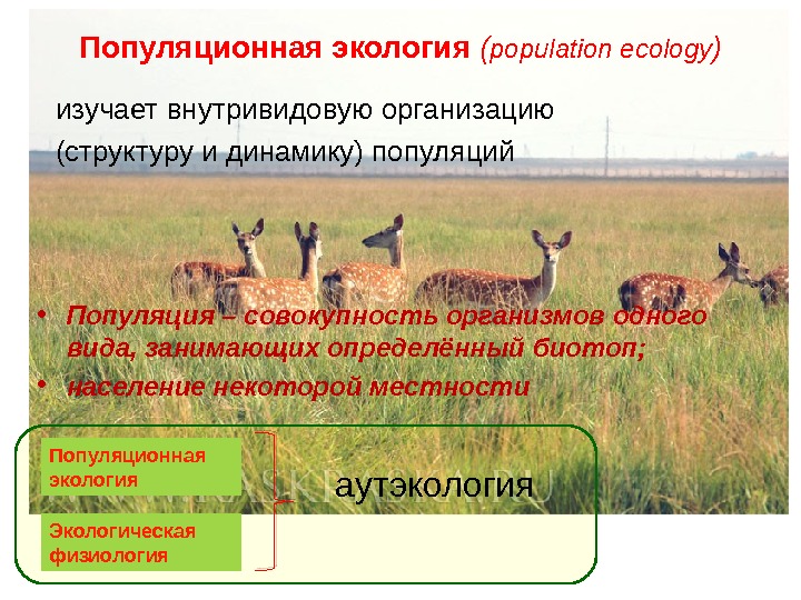 Популяционная экология ( population ecology ) изучает внутривидовую организацию (структуру и динамику) популяций •