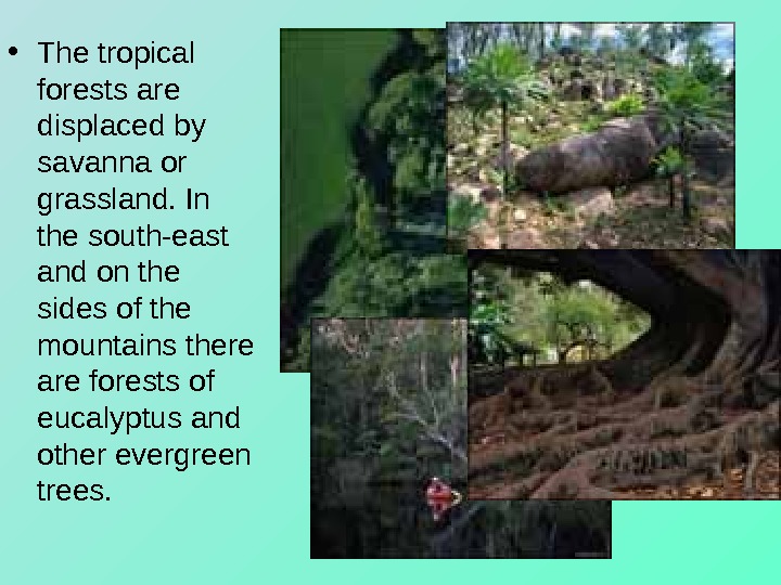   • The tropical forests are displaced by savanna or grassland. In the