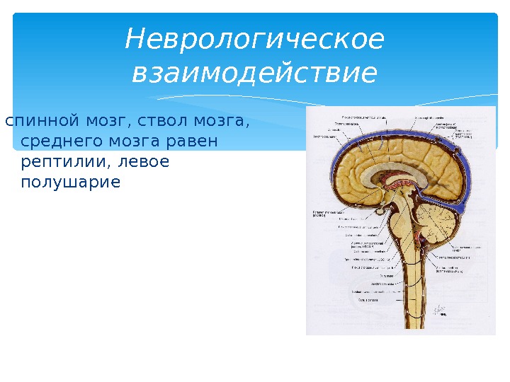 спинной мозг, ствол мозга,  среднего мозга равен рептилии, левое полушарие Неврологическое взаимодействие 
