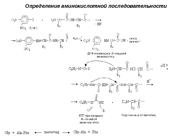 Определение аминокислотной последовательности  