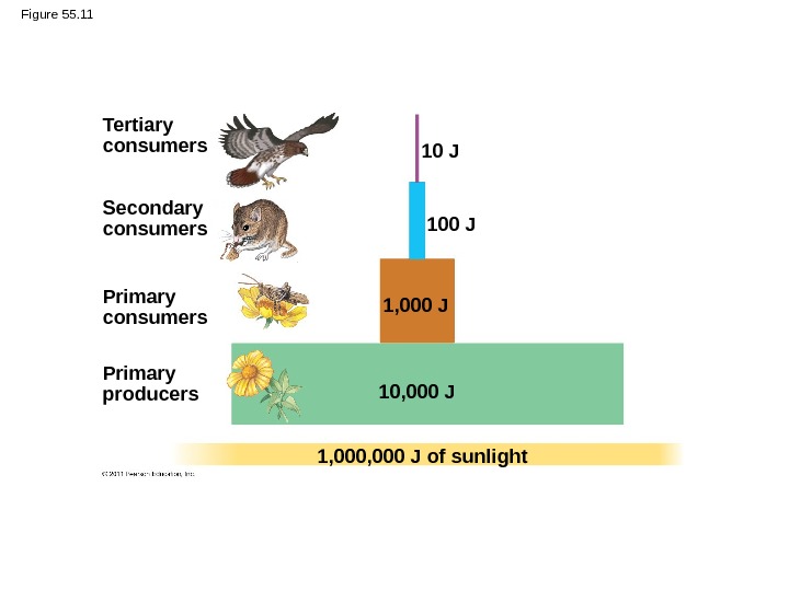 Figure 55. 11 Tertiary consumers Secondary consumers Primary producers. Primary consumers 1, 000 J